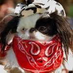 DIY Cowboy Dog Costume (so cute!)