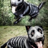 they glow in the dark dog
